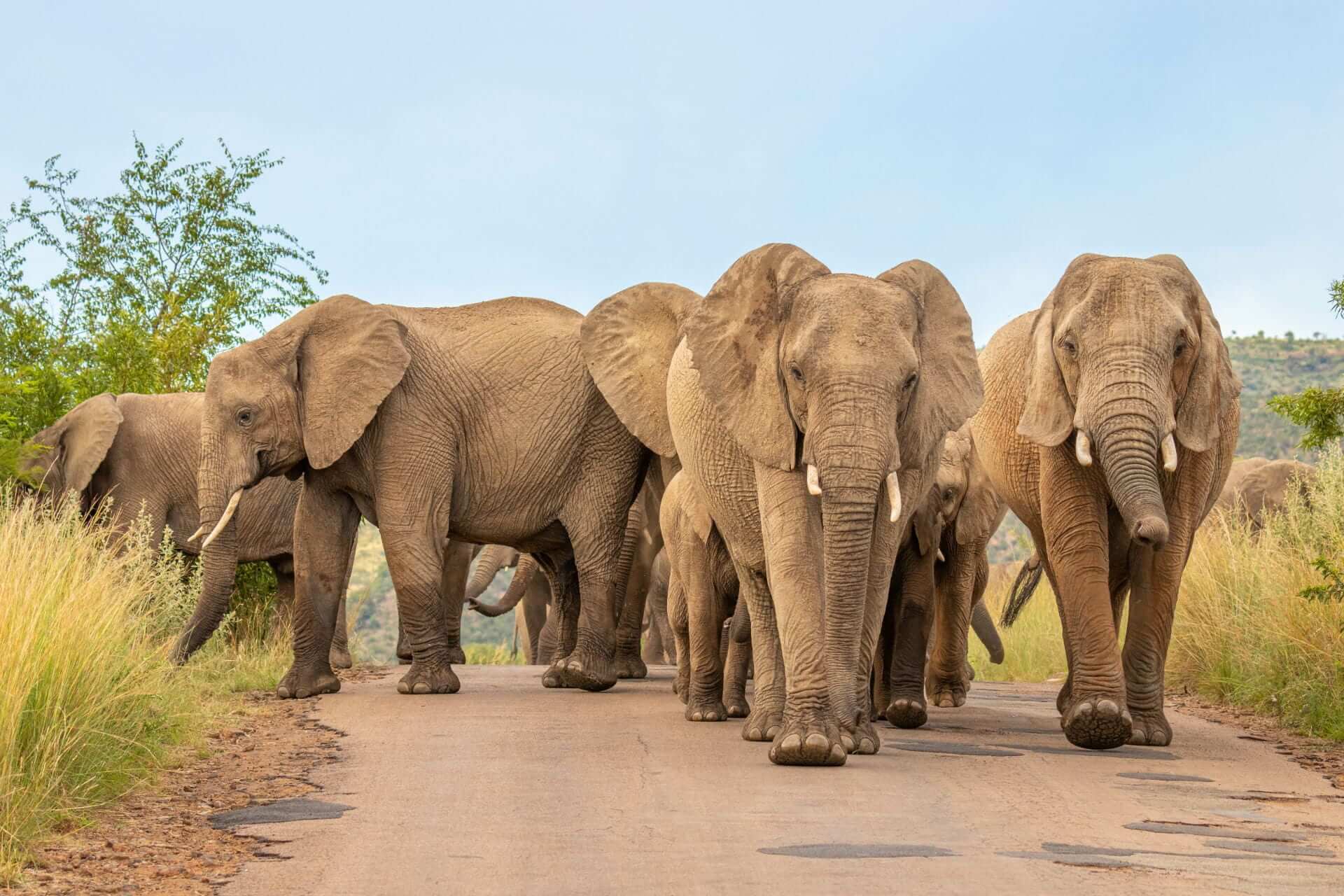 Pilanesberg (1)