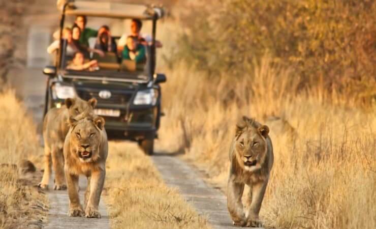 animais-pilanesberg-national-park (1)